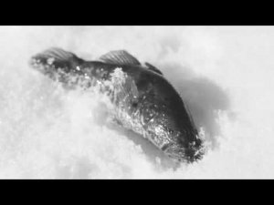 Ротан в дачном пруду. Зимняя рыбалка.