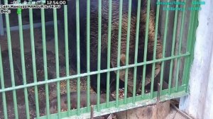 Медведь Мансур - Mansur the Bear (Дождливый день в Мансуркином царстве!!)
