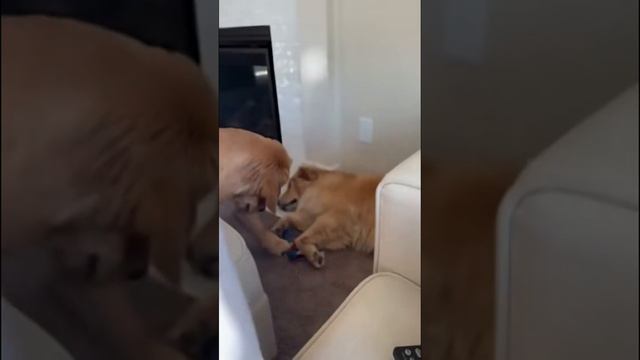 Самые смешные и милые котики и собаки  [get-save.com] (1)