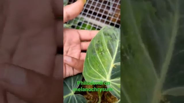 philodendron melanochrysum variegated