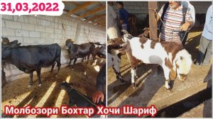 Молбозори Бохтар Хочи Шариф Нархои Говои Ширдор ва Бузои Покистони / 31 03 2022