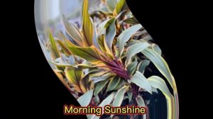 CORDYLINE TI PLANT VARIETIES /MARGIE PULIDO VLOGS