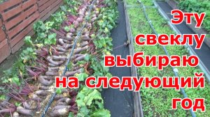 Сорта свеклы выбираю на следующий сезон. Отказываюсь от своих семян. Кратко о выращивании свеклы.