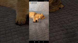 Гуччи и Тиффани #40