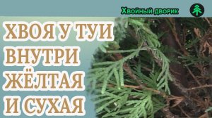 Почему у туи желтая и сухая хвоя внутри,что это болезнь  или  норма?