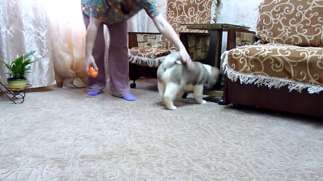 щенок ам.акиты из пит.Планета Удачи смотреть онлайн