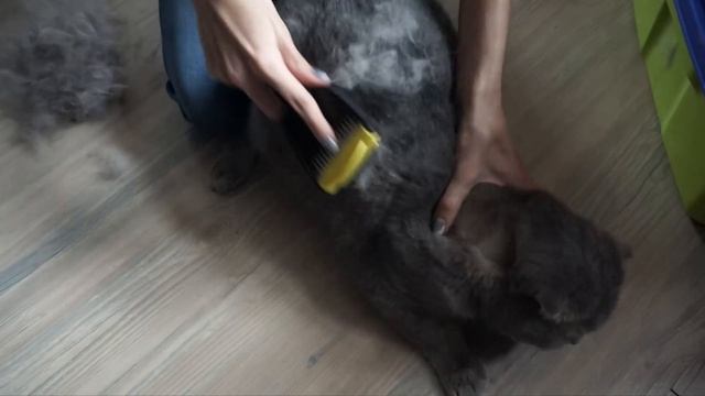 Говорим "Нет" шерсти кошачьей (фурминатор) смотреть онлайн