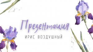 Презентационный ролик мастер-класса "Ирис воздушный из шелка"