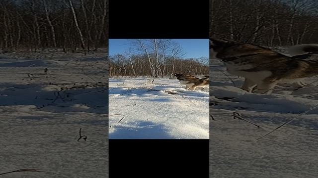Забавная Хаски Умка