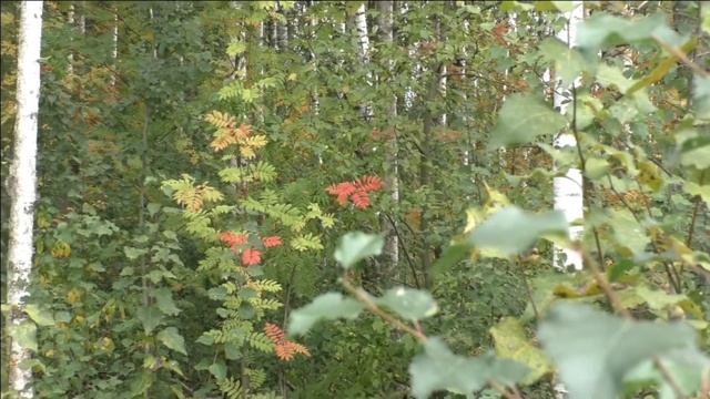 12 сентября 2021 г. Эко-Субботник в защиту Шуваловского леса. смотреть онлайн