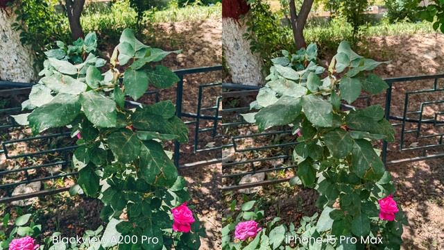 Blackview A200 Pro vs iPhone 15 Pro Max Camera Test смотреть онлайн