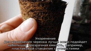 Бегония Элатиор: уход в домашних условиях