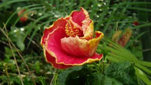 Hibiscus Flower Opening "Curly Top"