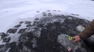 ПЕРВЫЙ ЛЕД 2021/2022! РЫБАЛКА ПОД НЕВЬЯНСКОМ НА ЖЕРЛИЦЫ И ЗИМНИЕ УДОЧКИ! ПЕРВЫЕ ЛЕЩИКИ НА ЛЬДУ!