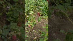 Малина Гордость России