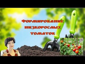 Формирование низкорослых томатов #огородгорожанки #томаты