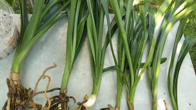 Клівія (Clivia) - вирощування і розмноження