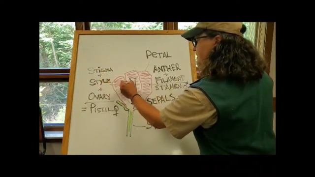 Parts of a Flower -Where does the pollen come from? смотреть онлайн