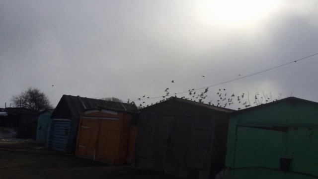 Воробьи весной.Огромная стая воробьев Птицы Сибири. смотреть онлайн