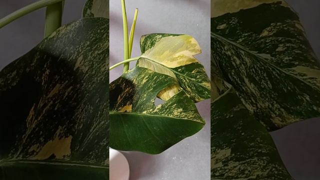 Monstera Pertusa Yellow Splash Монстера Вариегатная