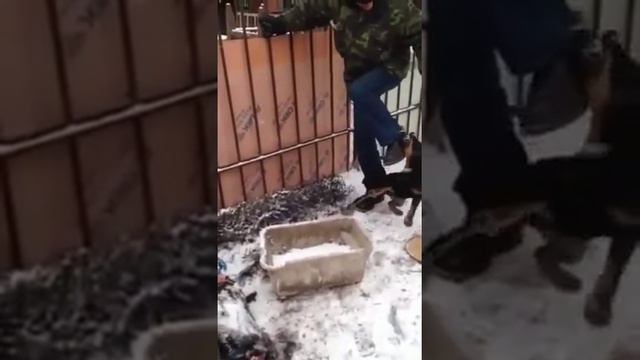 Ягдтерьер и Алабай
