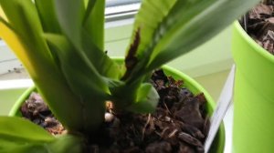 Гниение бульбы Камбрии"Бертли" удалось остановить 😊этим лекарственным средством и. Прошу СОветА🤗💗