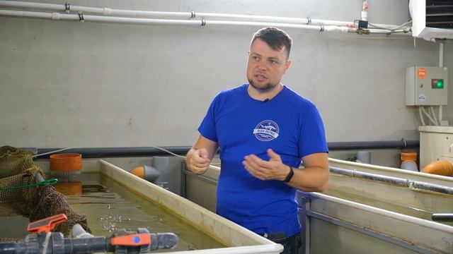 Карпы Кои - породы, расцветки и стоимость