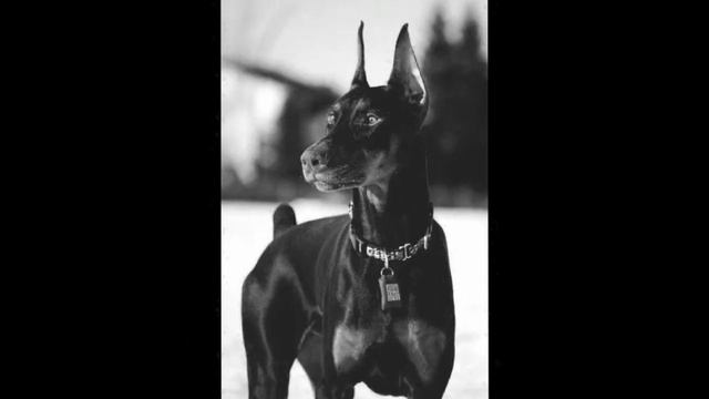 фото добермана /мопсята tv(эстетика) смотреть онлайн