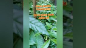 Plumeria Pudica নাগ চাঁপা,Blue pea অপরাজিতা, Jasmine জুঁই,White Vinca, বাংলা vlog Garden Flowers