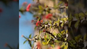 Растения Мексики – красота в глазах смотрящего