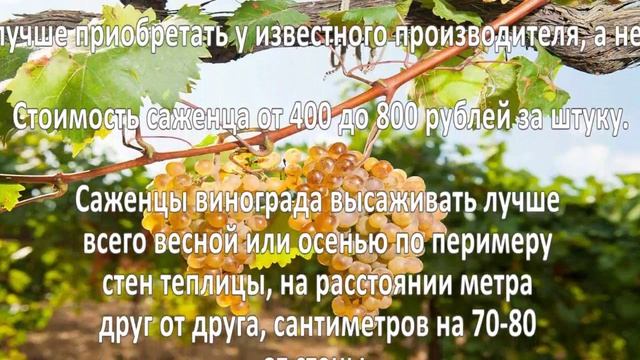 Выращивание винограда. Бизнес идея