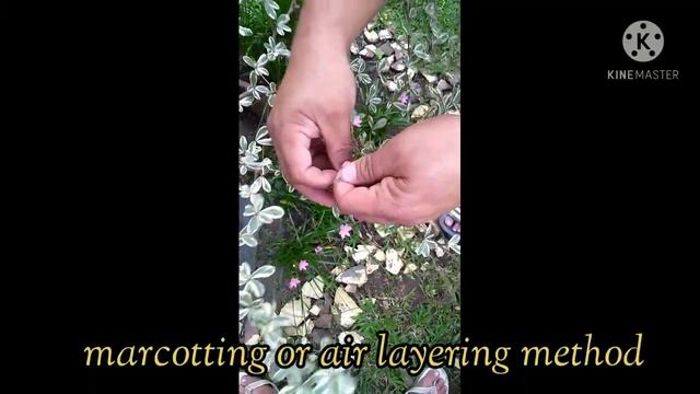 how to propagate variegated african talisay | terminalia mantaly by carreon squad vlogs смотреть онлайн