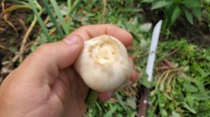 Чеснок и дожди, что делать? Как определить когда собирать чеснок.