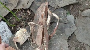 з самых дешёвых способа Замульчировать цветник от сорняков!
