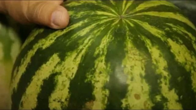 Как в домашних условиях хранить арбузы смотреть онлайн