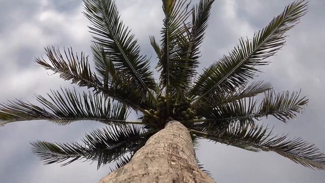 Palm Trees, Coconuts, and Cloudy Days... Florida смотреть онлайн