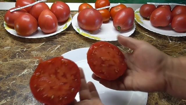 Томат Батяня, созревший в теплице. №41. Дегустация в мае. смотреть онлайн