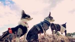 ТАЙНАЯ ЖИЗНЬ ДОМАШНИХ ЖИВОТНЫХ ПО-РУССКИ _