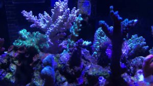 Акропорник