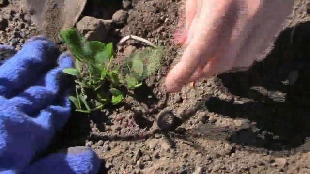 Арахис земляной орех ❂ высадка рассады арахиса в открытый грунт смотреть онлайн