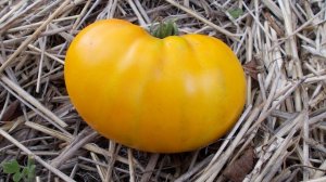 Cорт томата “Гигант лимонный“