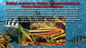 Топ самых красивых аквариумных рыбок. Барбусы
