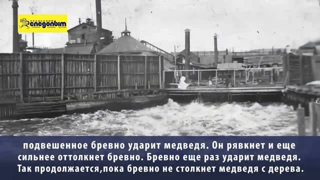 Я — гамаюн