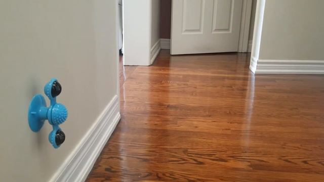 Ragdoll cat| Seal point ragdoll|Curious Kitty смотреть онлайн