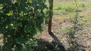 Виноград Подарок Несветая на участке сына Краснодар 03.08.22г.