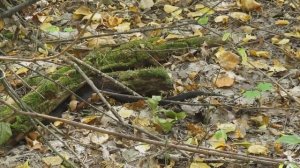 Змеи в наших лесах. Snakes in the forest.