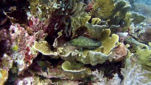 Мир кораллов, рыб и мант на Раджа Ампат