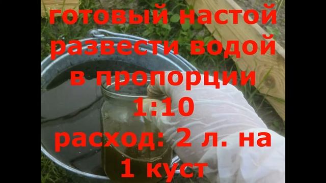 Чем подкормить пионы во время цветения и не только