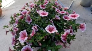 Обзор моих ампельных ПЕТУНИЙ, СУРФИНИЙ, КАЛИБРАХОА.