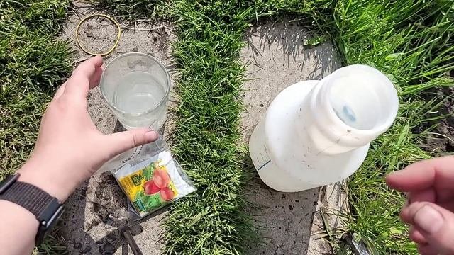 СРОЧНО 1 удобрение и ТОМАТЫ завалят урожаем, подкормка увеличит количество завязей и они не опадают